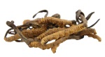 cordyceps for dogs